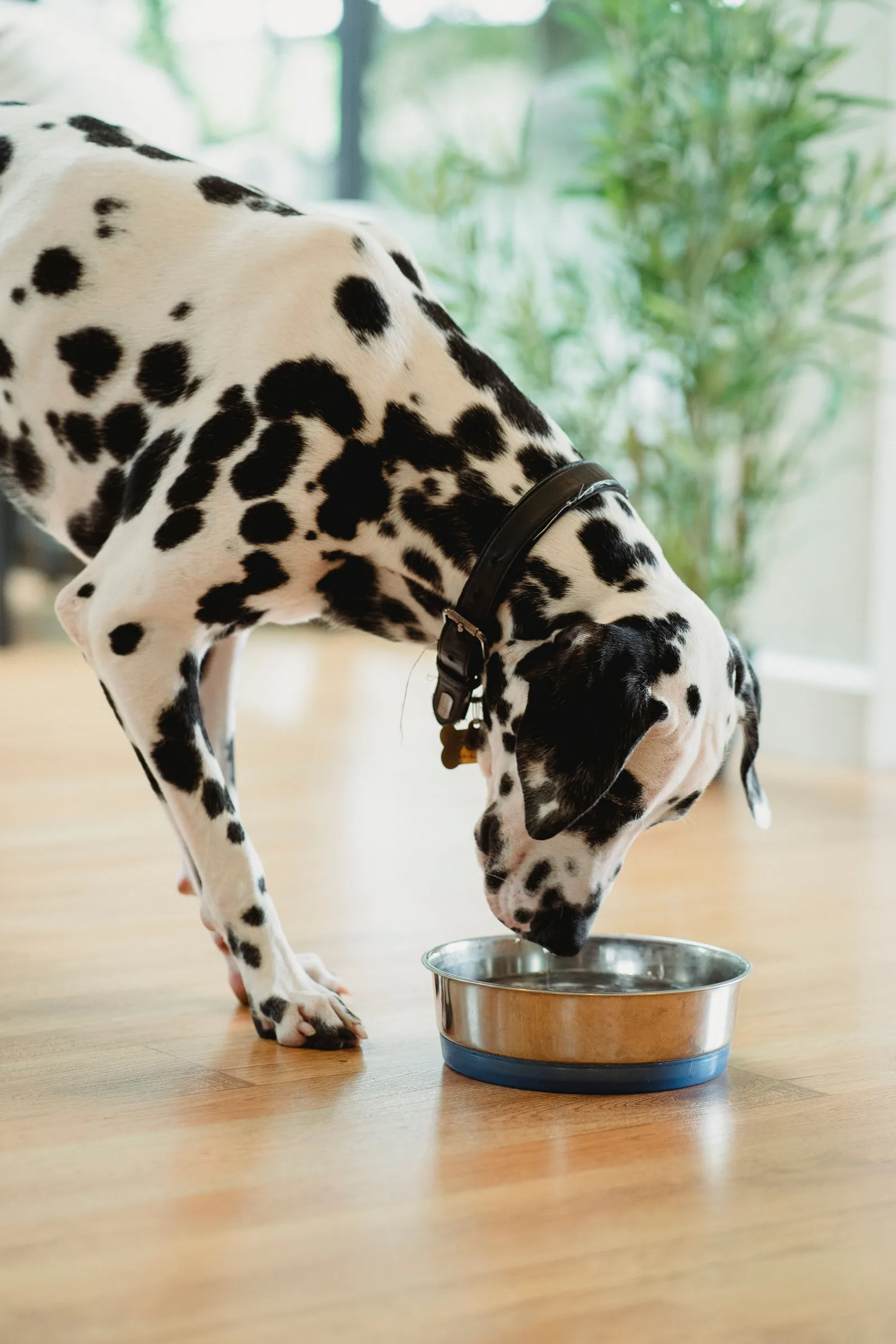 Dog drinking water at home — pets need a water storage allowance too